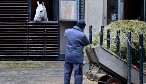 Die Spanische Hofreitschule weist die kolportierten Vorwürfe etwaiger Tierquälerei entschieden ...