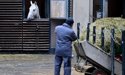 Die Spanische Hofreitschule weist die kolportierten Vorwürfe etwaiger Tierquälerei entschieden ...