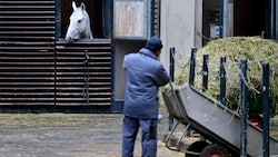 Die Spanische Hofreitschule weist die kolportierten Vorwürfe etwaiger Tierquälerei entschieden ...