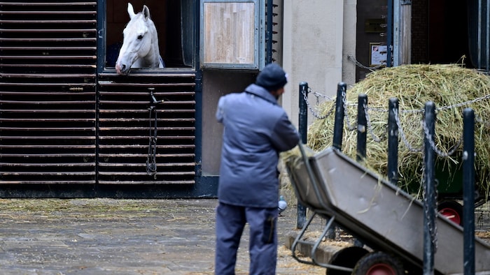 Die Spanische Hofreitschule weist die kolportierten Vorwürfe etwaiger Tierquälerei entschieden ...