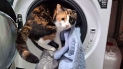 Damit es die Tiere sauber haben, muss ständig Wäsche gewaschen gewerden im Assisi-Hof. 