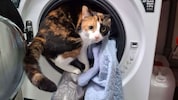 Damit es die Tiere sauber haben, muss ständig Wäsche gewaschen gewerden im Assisi-Hof. 