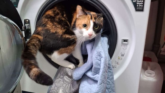 Damit es die Tiere sauber haben, muss ständig Wäsche gewaschen gewerden im Assisi-Hof.