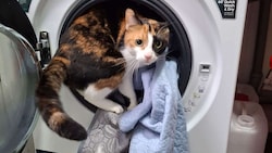 Damit es die Tiere sauber haben, muss ständig Wäsche gewaschen gewerden im Assisi-Hof. 