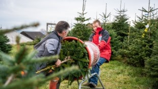 Jung-Christbaumbauer Tobias Lengauer beim Einpacken eines Christbaums