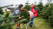 Jung-Christbaumbauer Tobias Lengauer beim Einpacken eines Christbaums