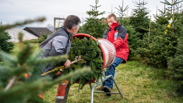 Jung-Christbaumbauer Tobias Lengauer beim Einpacken eines Christbaums