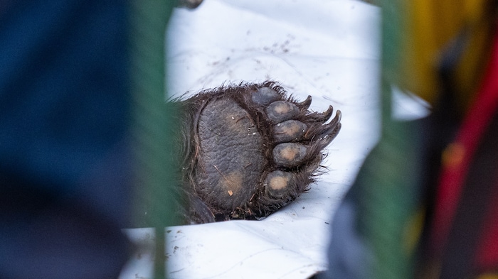 Gras statt Beton werden die Tatzen der Bärin nun spüren.