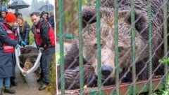 Endlich wurde „Mici“ gerettet – sie kennt nur die Gefangenschaft.