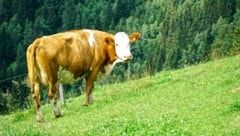 Immer wieder kommt es in den Sommermonaten zu Zwischenfällen mit Kühen auf Österreichs Almen – ...