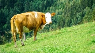 Immer wieder kommt es in den Sommermonaten zu Zwischenfällen mit Kühen auf Österreichs Almen – ...
