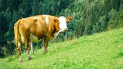 Immer wieder kommt es in den Sommermonaten zu Zwischenfällen mit Kühen auf Österreichs Almen – ...