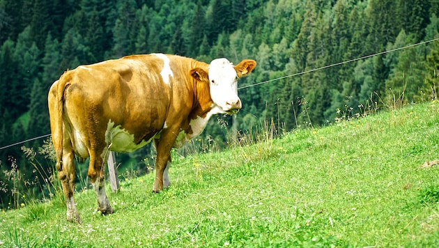 Immer wieder kommt es in den Sommermonaten zu Zwischenfällen mit Kühen auf Österreichs Almen – ...