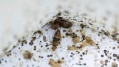 Bettwanzen und ihre Ausscheidungen im Labor der Wissenschaftlichen Universität von Malaysia