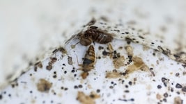 Bettwanzen und ihre Ausscheidungen im Labor der Wissenschaftlichen Universität von Malaysia