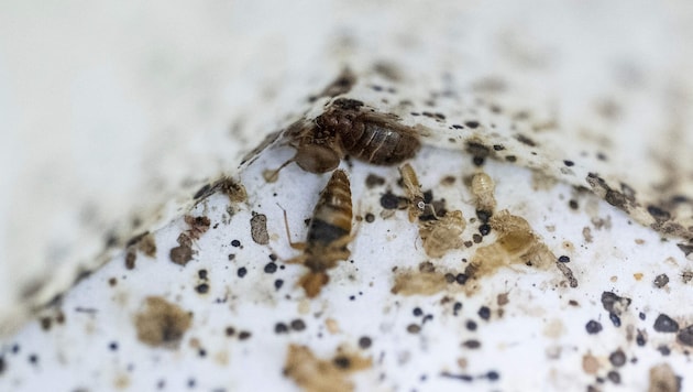 Bettwanzen und ihre Ausscheidungen im Labor der Wissenschaftlichen Universität von Malaysia