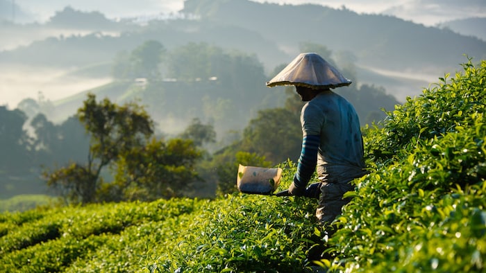 Die Cameron Highlands sind bekannt für ihre Teefelder und Schwarzteeproduktion.