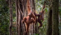 Die Bezeichnung Orang-Utan kommt aus dem Malaiischen und bedeutet Waldmensch.