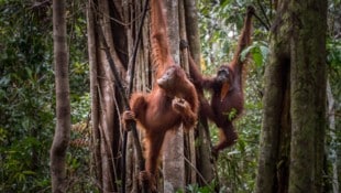 Die Bezeichnung Orang-Utan kommt aus dem Malaiischen und bedeutet Waldmensch.
