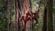 Die Bezeichnung Orang-Utan kommt aus dem Malaiischen und bedeutet Waldmensch.