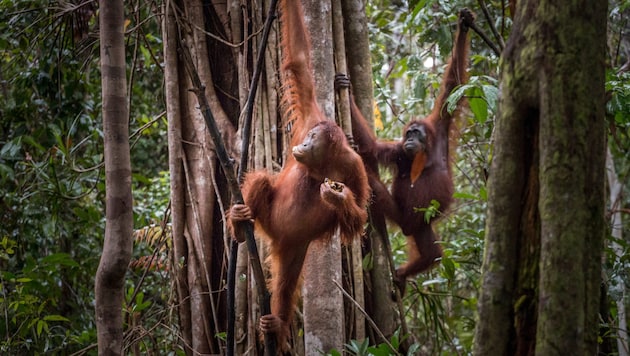 Die Bezeichnung Orang-Utan kommt aus dem Malaiischen und bedeutet Waldmensch.