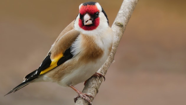 Singvogelfang sorgt im Salzkammergut erneut für heftige Emotionen. So mancher Stieglitz muss nun ...