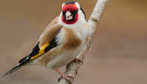 Singvogelfang sorgt im Salzkammergut erneut für heftige Emotionen. So mancher Stieglitz muss nun ...