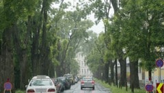 Mehr entsiegelte Flächen und ein größerer Baumbestand machen die Hitze erträglicher.