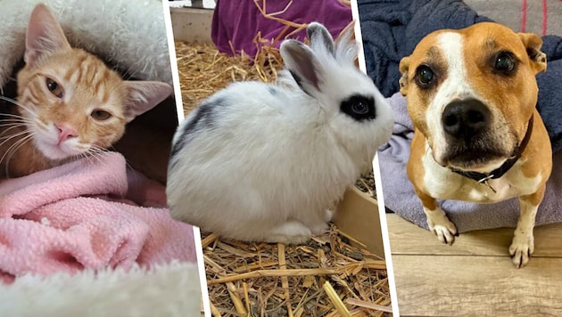 Cosmo, Anya und Stanislaus warten noch auf ihre Lebensplätze bei Tierfreunden.