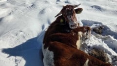 Alleine und in Eiseskälte war diese Kuh unterwegs – am Mittwoch suchte eine Drohne nach ihr.