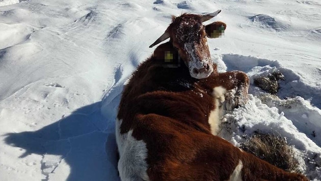 Alleine und in Eiseskälte war diese Kuh unterwegs – am Mittwoch suchte eine Drohne nach ihr.