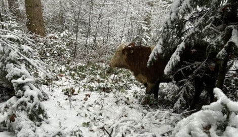 Für die Feuerwehrleute ist es ein Katz-und-Maus-Spiel