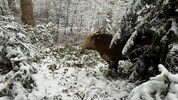 Für die Feuerwehrleute ist es ein Katz-und-Maus-Spiel.