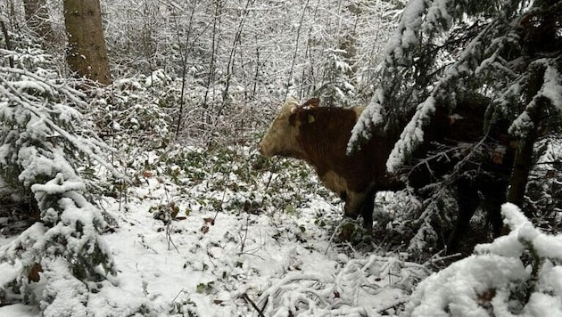 Für die Feuerwehrleute ist es ein Katz-und-Maus-Spiel