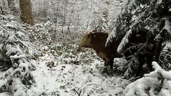 Für die Feuerwehrleute ist es ein Katz-und-Maus-Spiel.