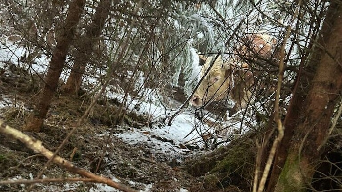 Die Ausreißer flüchteten in den Wald und versteckten sich im Dickicht.