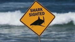 Örtliche Organisationen halfen mit Drohnen bei der Suche nach dem Hai. Die Strände des beliebten ...