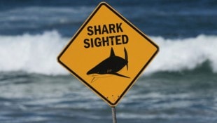 Örtliche Organisationen halfen mit Drohnen bei der Suche nach dem Hai. Die Strände des beliebten ...