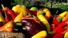 Eine breite Allianz fordert eine Korrektur beim EU-Kurs. 