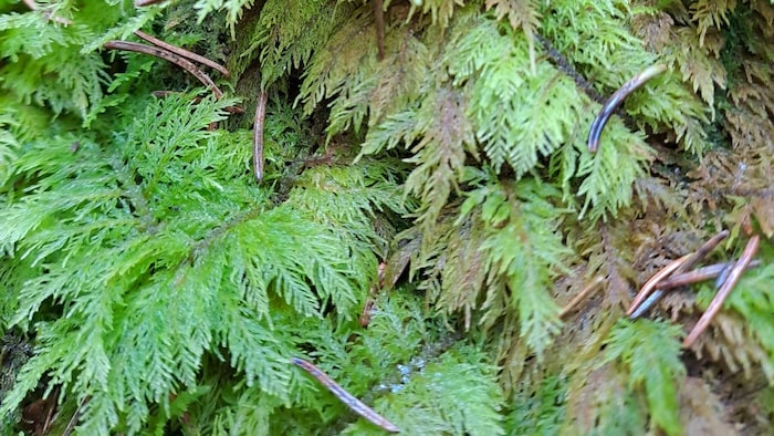 Das Etagen- oder Stockwerkmoos.