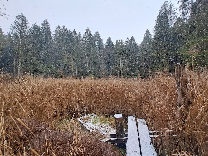 Das Biotop Turbastall bei Schlins.