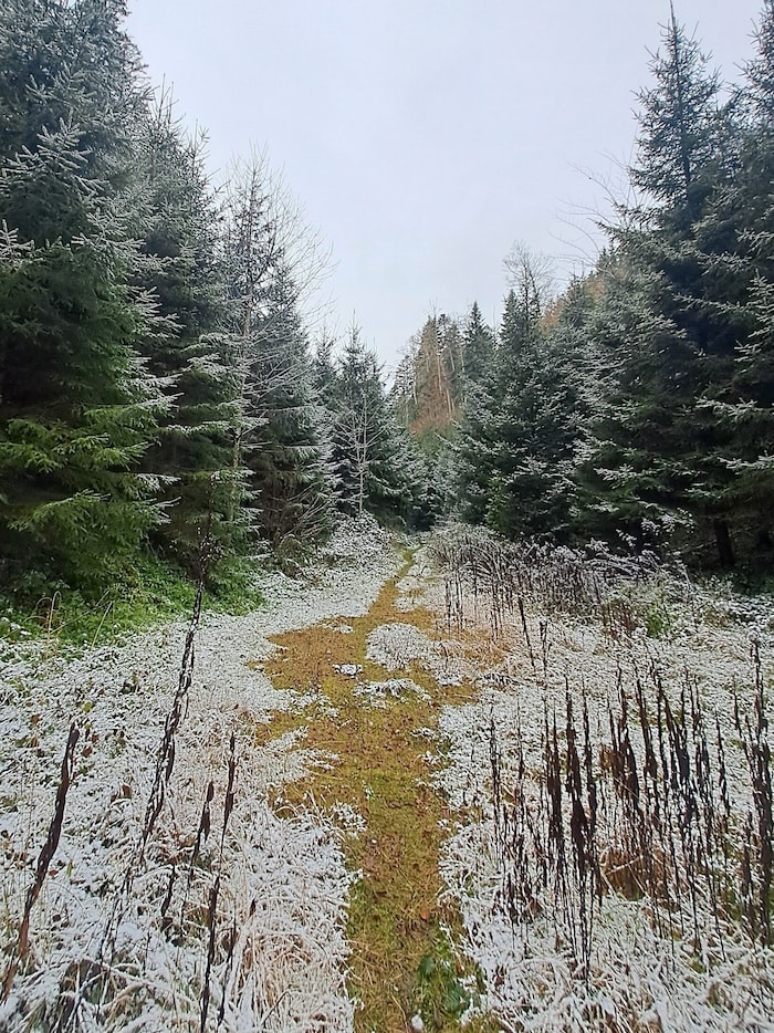 Unendliche Ruhe auf dem Wanderpfad.