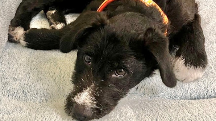 Wer kann diesem Blick schon widerstehen?