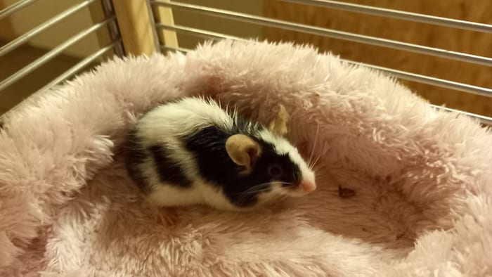 Eine der süßen kleinen Stupsnasen.