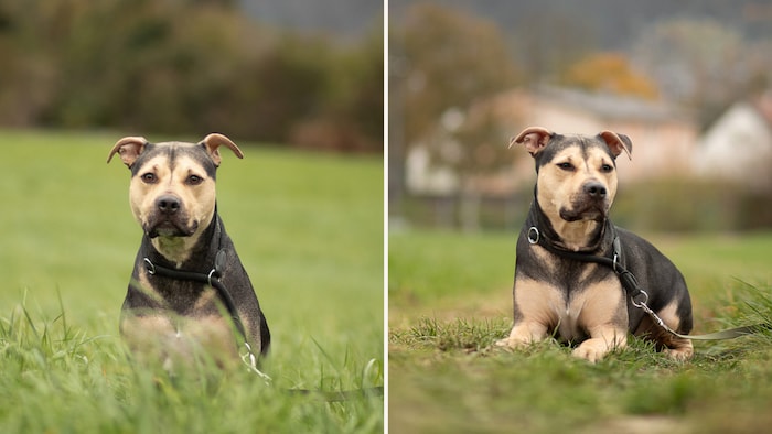 Knödel ist lernfreudig und motiviert!