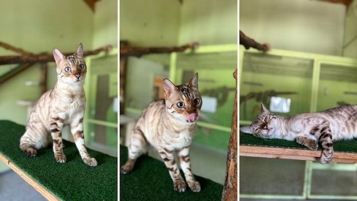 Der bildhübsche Kater.