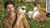 „Das Huhn ist der neue Hund“, ist Benedikt Stimpfl-Abele überzeugt. Seine Seidenhühner brachten ...