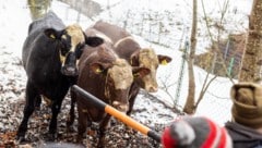 Mit Schneestangen versuchten die Einsatzkräfte, sich den immer scheuer und aggressiver werdenden ...