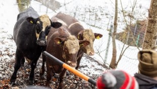 Mit Schneestangen versuchten die Einsatzkräfte, sich den immer scheuer und aggressiver werdenden ...