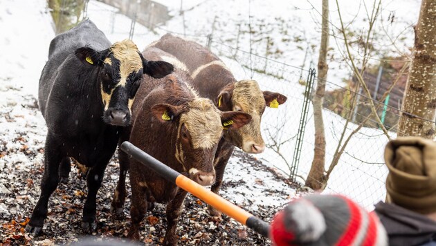 Mit Schneestangen versuchten die Einsatzkräfte, sich den immer scheuer und aggressiver werdenden ...
